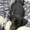 Tall Tails Charcoal Icon Dog Blanket - Image 3